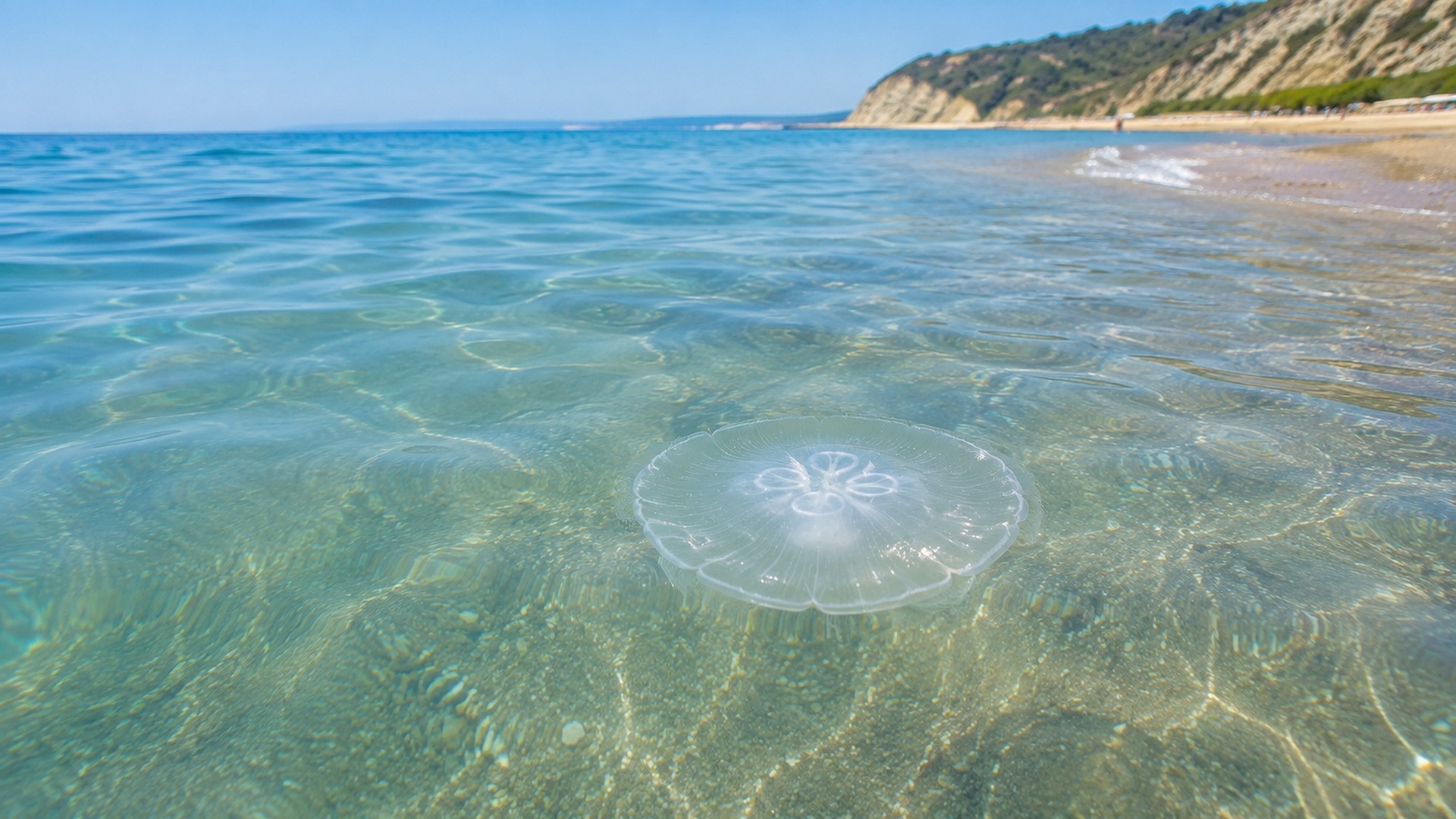 Медуза у прозорій морській воді біля узбережжя