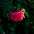 Відгук про Домоволодіння 61 троянда, common.months_num.08 2014, фото 2