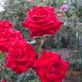 Відгук про Домоволодіння 61 троянда, common.months_num.07 2015, фото 8
