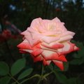 Отзыв про Домовладение 61 роза , common.months_num.09 2015, фото 7